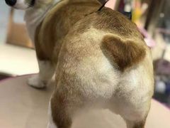 -FAELING PETS美天灵宠物(富力广场店)