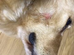 -特一安24小时宠物医院·骨科·中兽医