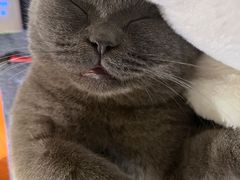 -猫大福·Fortune Cat猫舍(百子湾店)