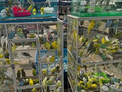 -中环花鸟鱼虫市场