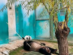 -栾川竹海野生动物园