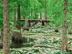 -池杉湖湿地公园