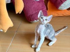 -宠物星动物医院·眼科·异宠·猫科(江南大道总院)