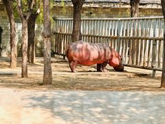 -石家庄市动物园