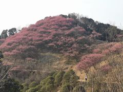 -新建村梅花