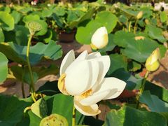 -莲花池公园