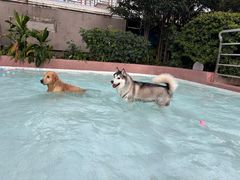 -帕帕拉兹宠物(亚洲旗舰店)