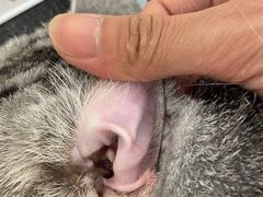 -comecome来吧宠物(奥克斯中心店)