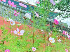 -妙峰山风景名胜区