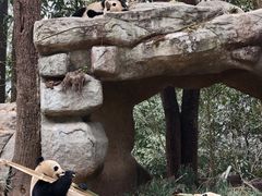 -中国大熊猫保护研究中心雅安碧峰峡基地