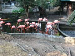 -清迈夜间动物园