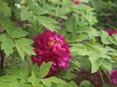 -洛阳郁金香牡丹园