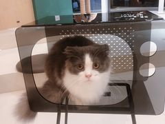 -飞行喵MR PILOT|猫舍·猫咖(静安大融城店)