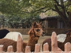 -上海野生动物园