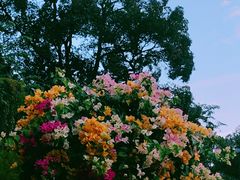 -广州市白云山风景名胜区