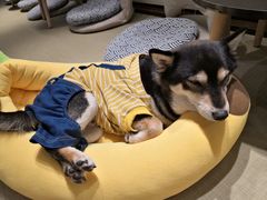 -逗柴咖啡屋·狗咖猫咖宠物桌游