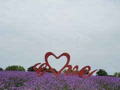 -西京湾花海
