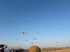 -盐城丹顶鹤湿地生态旅游区