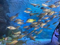 -太平洋海底世界