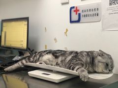 -特一安24小时宠物医院·骨科·中兽医