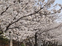 -高东镇樱花园