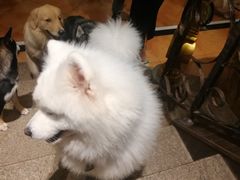 -more than meow吴止猫主题餐厅(承德 中船汇店)