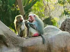 -石家庄市动物园