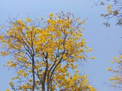 -洲头咀公园