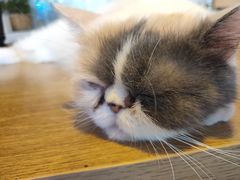 -平行世界·猫咖(首经贸店)