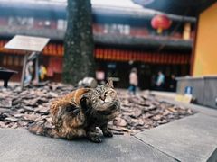 -龙华寺