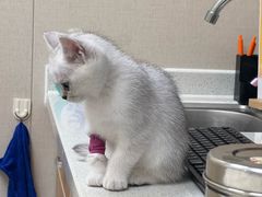 -安安宠医·臻爱宠物医院·宠保定点(营门口路分院)