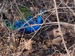 -北京麋鹿生态实验中心