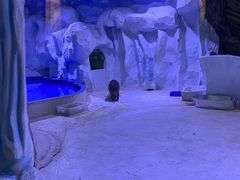 -芜湖新华联大白鲸海洋公园