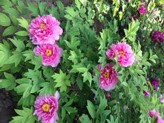 iphone_upload_pic-景山公园