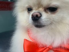 -宠物家(大兴旧宫店)