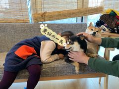 -南京Hallo宠物乐园·哈罗犬舍·柴犬繁育基地