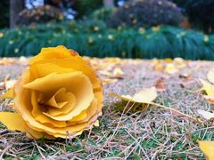 -新虹桥中心花园