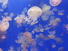 -江和美海洋公园