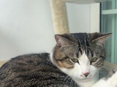 -瑞鹏宠物医院·骨外科·心肾科·肿瘤科(九亭店)