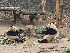 -都江堰中华大熊猫苑