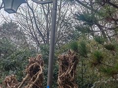 -杭州半山国家森林公园