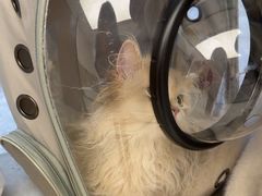 -瑞派康怡24h宠物医院·犬猫医疗中心·微创绝育(瑞景分院)