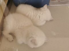 -糯米喵星人总部直营旗舰店·猫舍·幼猫出售