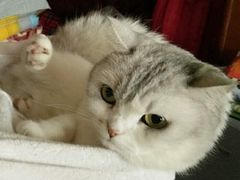 -爱侣宠医·鹦鹉专科·小型哺乳类·异宠专科(灵石路店)