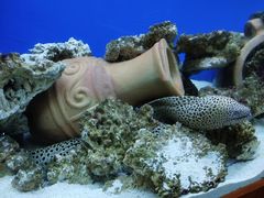 -御唐府海珊瑚主题餐厅