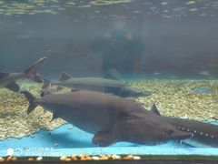 -成都浩海立方海洋公园