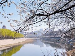 -桃花堤公园