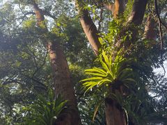 -深圳仙湖植物园