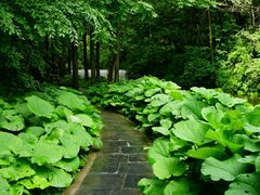 -洛阳白云山景区