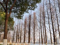 -沙湖公园